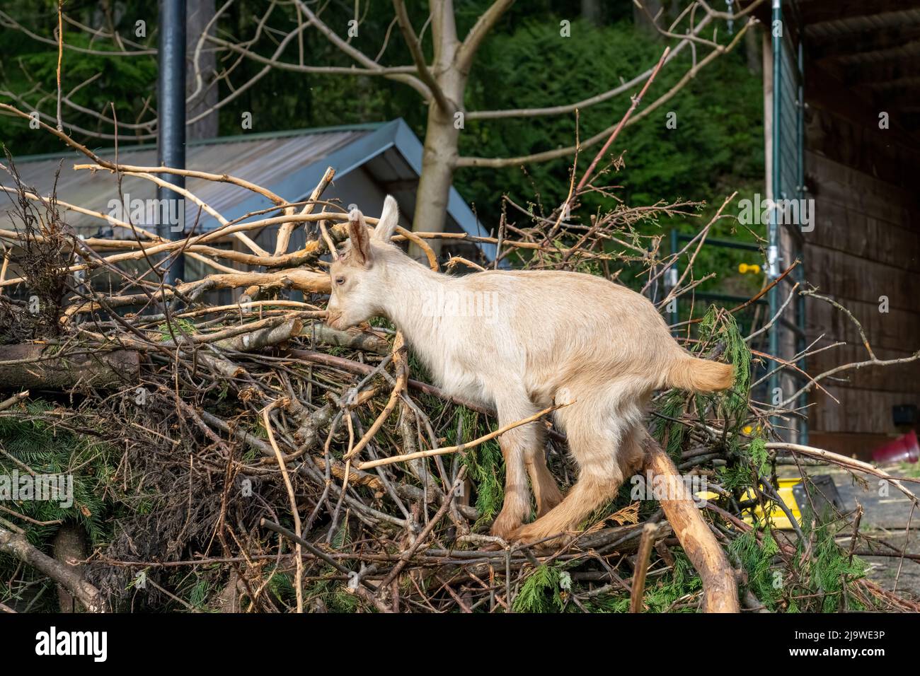 Issaquah, Washington, Stati Uniti. Tre settimane Guernsey Goat bambino salire e mangiare un mucchio di bastoni Foto Stock