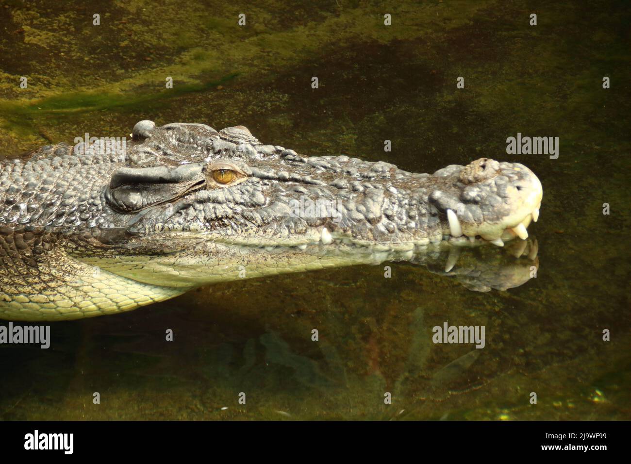 Testa di un coccodrillo fotografato dal lato Foto Stock