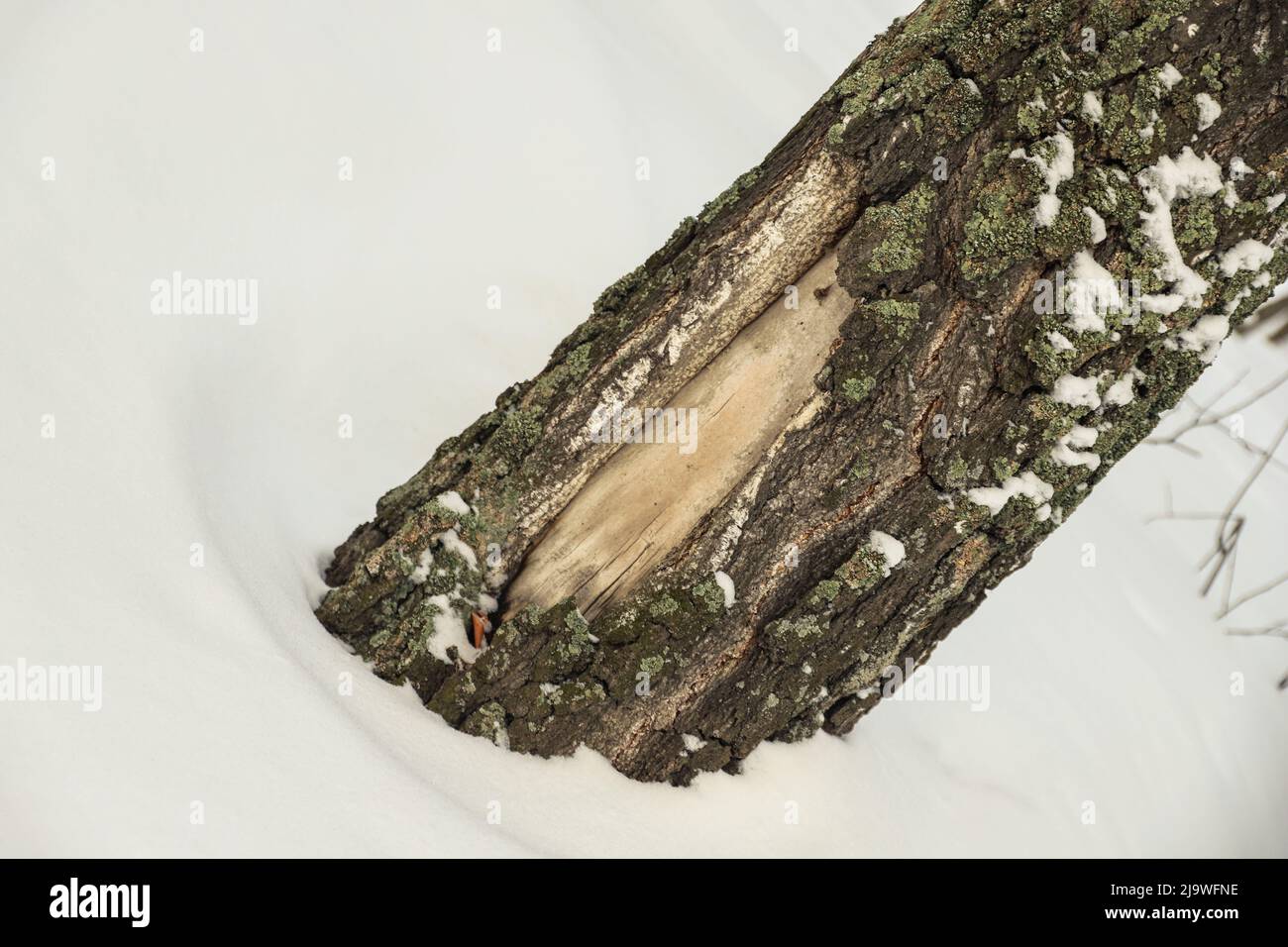 Primo piano corteccia di betulla danneggiata. Inverno nevoso Foto Stock