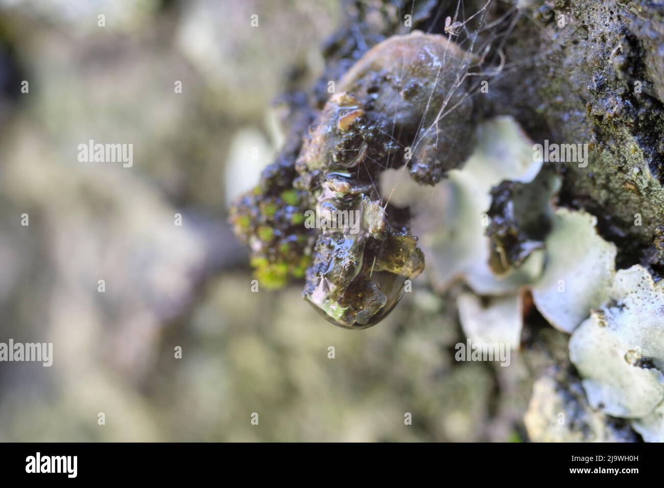 Formazione di goccioline su una trippa di roccia Foto Stock