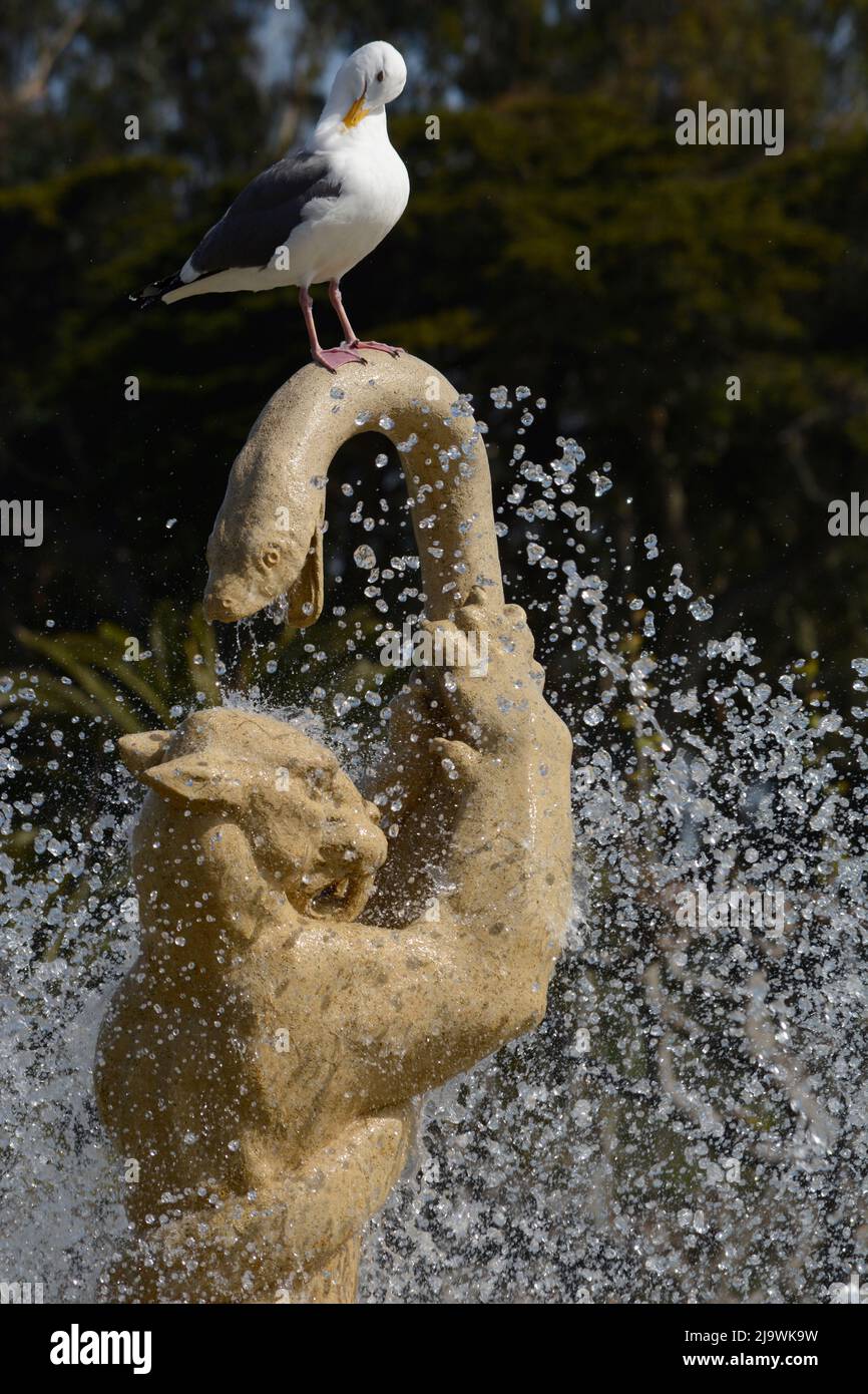 Un gabbiano si trova in cima alla storica Rideout Memorial Fountain del 1924 nel Golden Gate Park di San Francisco, California. Foto Stock