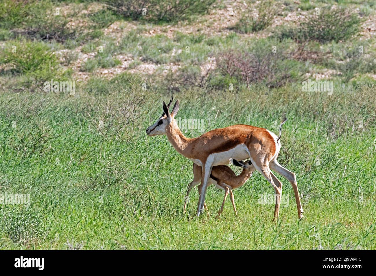 Springbok (Antidorcas marsupialis) vitello da latte femminile nel deserto di Kalahari, Kgalagadi Transfrontier Park, provincia del Capo Settentrionale, Sudafrica Foto Stock
