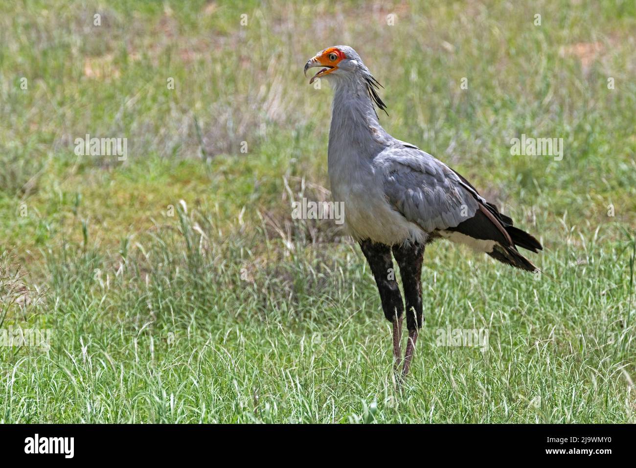 Secretariybird / Secretarius Bird (Sagittarius serpentarius) nel deserto di Kalahari, Kgalagadi Transfrontier Park, provincia del Capo Settentrionale, Sudafrica Foto Stock