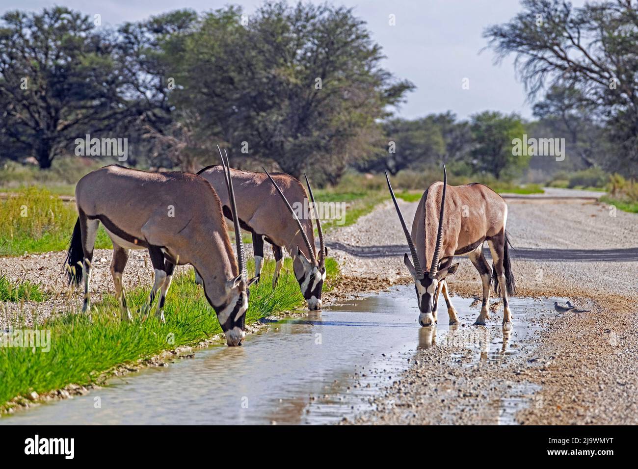 Tre gemsbok (Oryx gazella) acqua potabile dalla strada sterrata nel deserto di Kalahari, Kgalagadi Transfrontier Park, provincia del Capo Settentrionale, Sudafrica Foto Stock