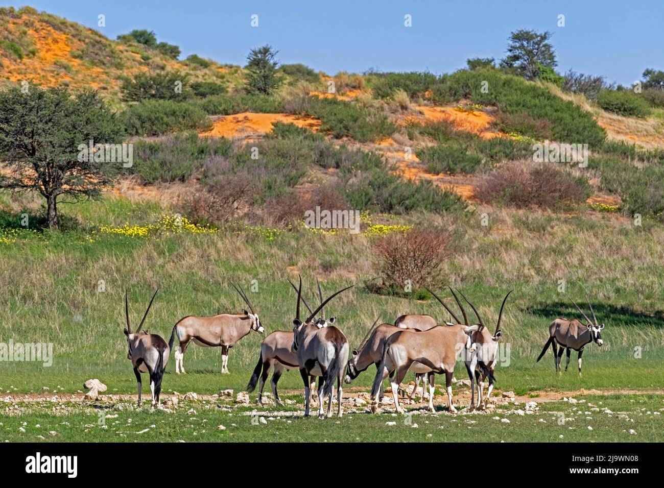 Gemsbok (Oryx gazella) mandria nel deserto di Kalahari, Kgalagadi Transfrontier Park, Northern Cape Province, Sudafrica Foto Stock
