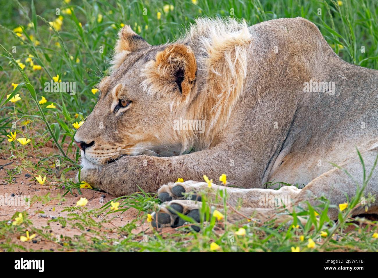 Giovane leone africano maschile (Panthera leo) che riposa nel deserto di Kalahari, Kgalagadi Transfrontier Park, provincia del Capo Settentrionale, Sudafrica Foto Stock