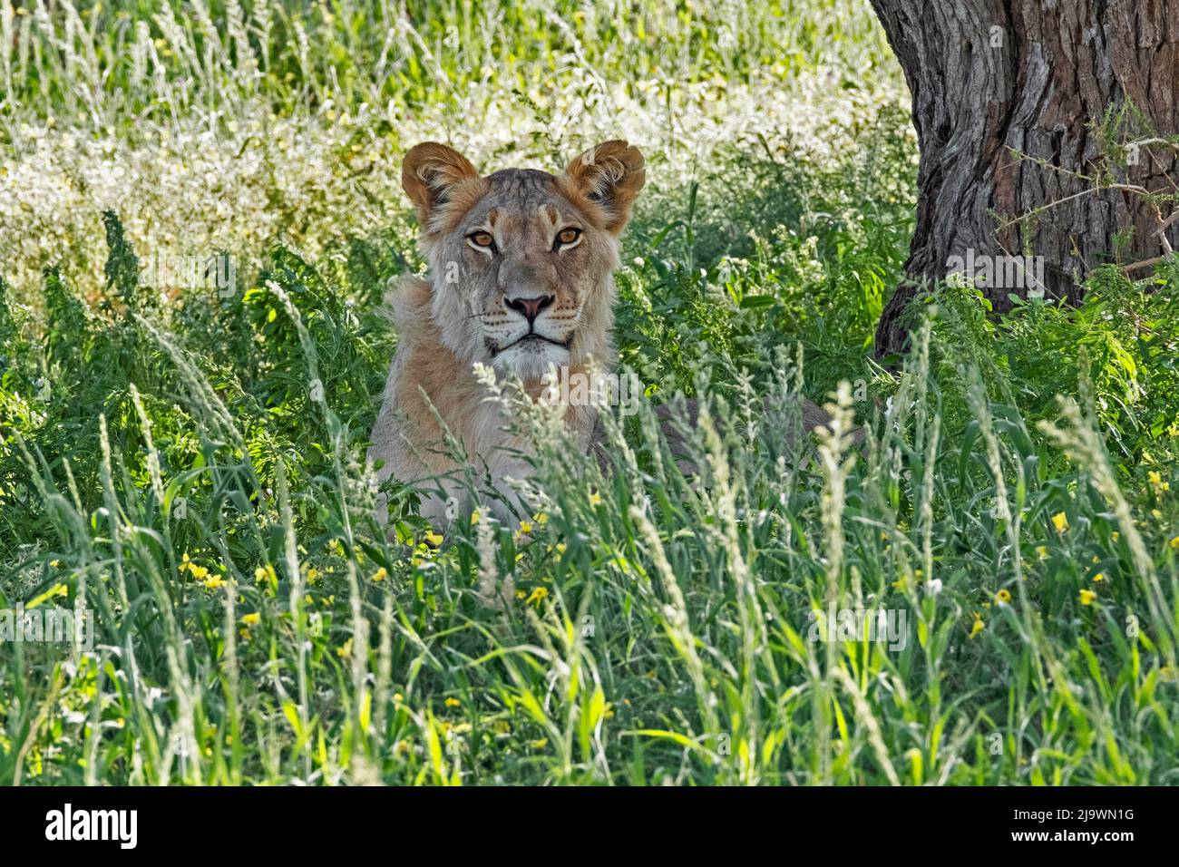 Giovane leone africano maschile (Panthera leo) che riposa nel deserto di Kalahari, Kgalagadi Transfrontier Park, provincia del Capo Settentrionale, Sudafrica Foto Stock