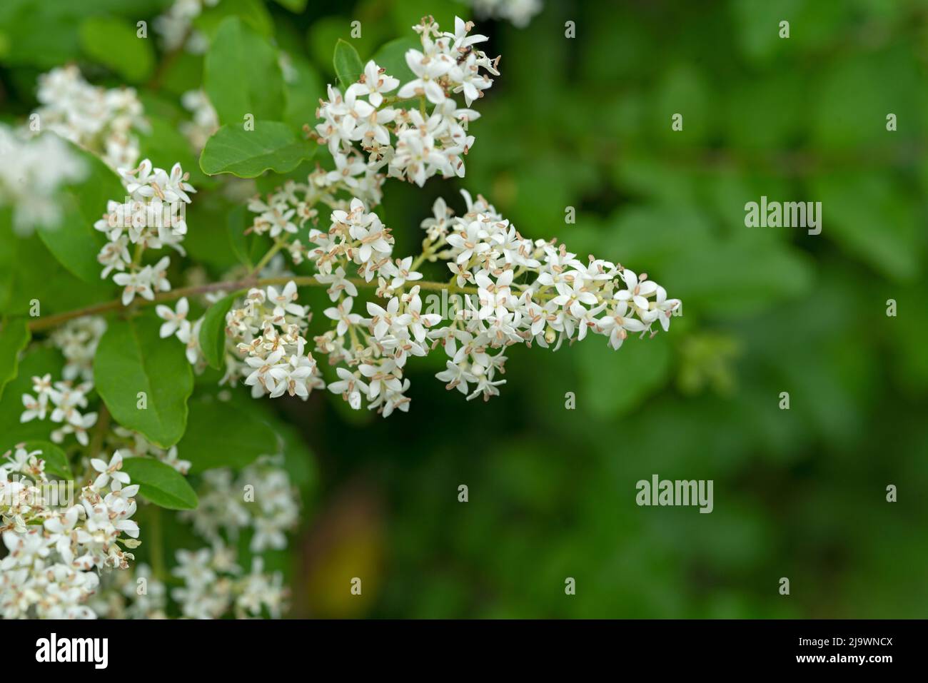 Italia, Lombardia, Fiori privati Cinesi, Ligustrum Sinense Foto Stock