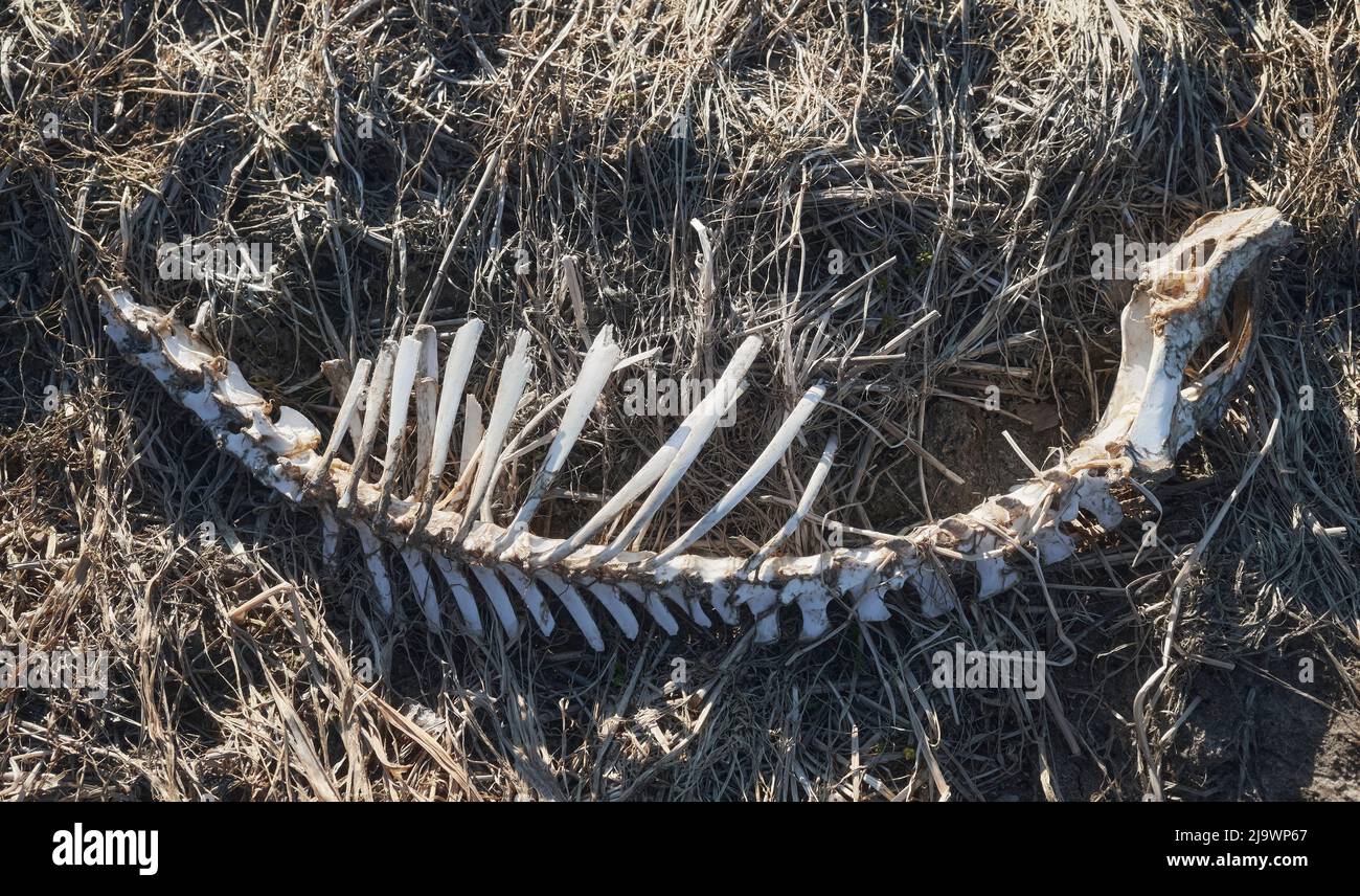Primo piano di uno scheletro su un campo lasciato da lupi. Foto Stock