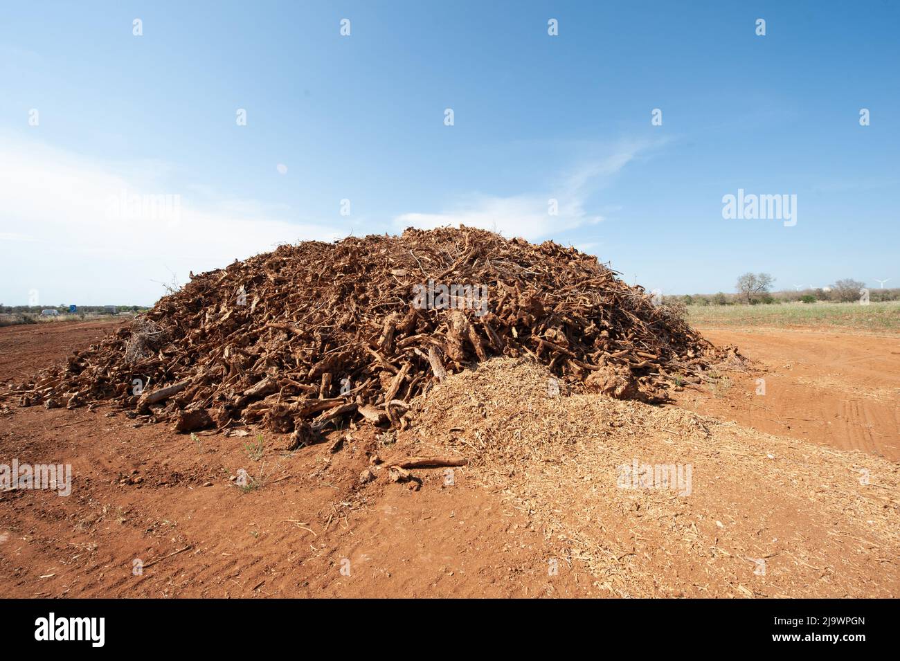 Mucchio di radici espiantate e rami di olivi colpiti da Xylella fatidiosa Foto Stock