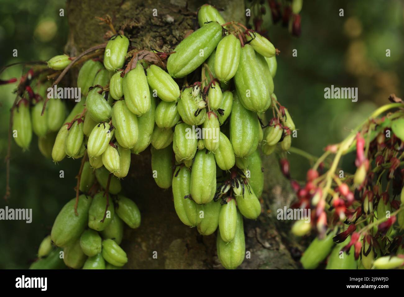 Giovane bello cibo fresco averroa bilimbi cetriolo cottura albero, primo piano di averroa bilimbi frutta pianta albero naturale sullo sfondo. Foto Stock