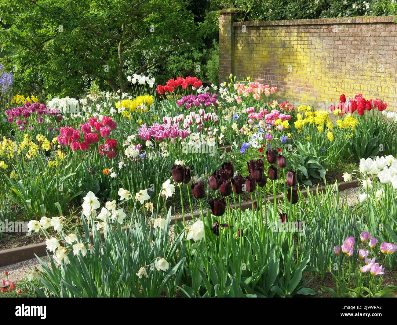 I tulipani nel giardino storico mostrano 400 anni di coltivazione di tulipani in Olanda: La mostra annuale di fiori al Keukenhof 2022 Foto Stock