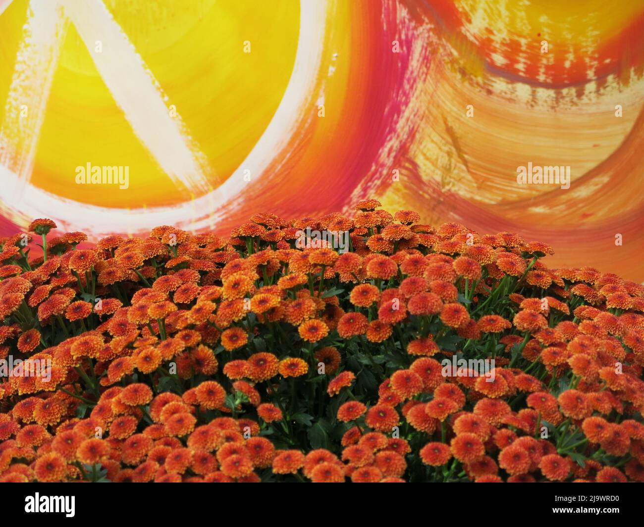 Spruzzi di crisantemi luminosi, la margherita del fioraio, su una scena di sfondo colorato: L'arte dei padiglioni floreali a Keukenhof 2022. Foto Stock
