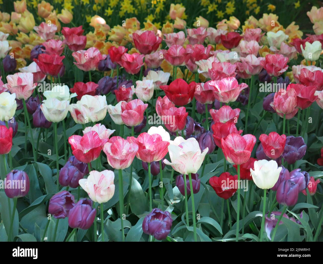 Febbre dei tulipani: Paludine di tulipani per quanto l'occhio può vedere, i Paesi Bassi festa della lampadina primaverile ai giardini di Keukenhof 2022 Foto Stock
