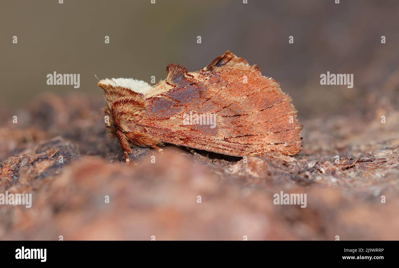Coxcomb prominente Moth, Ptilodon capucina, poggiante su Un ceppo, New Forest UK Foto Stock