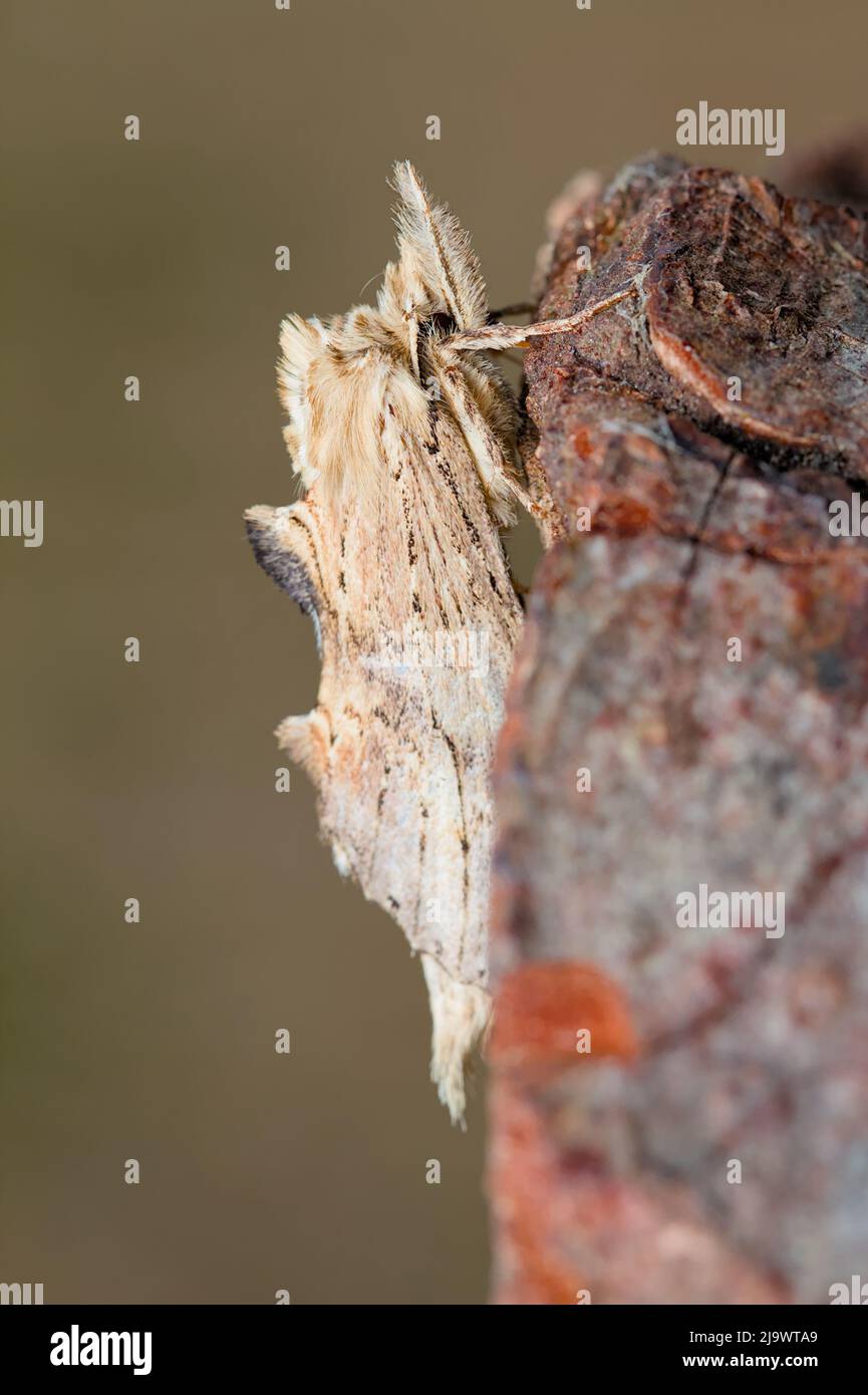 Pallido prominente Moth on Log, Pterostoma palpina, New Forest UK Foto Stock