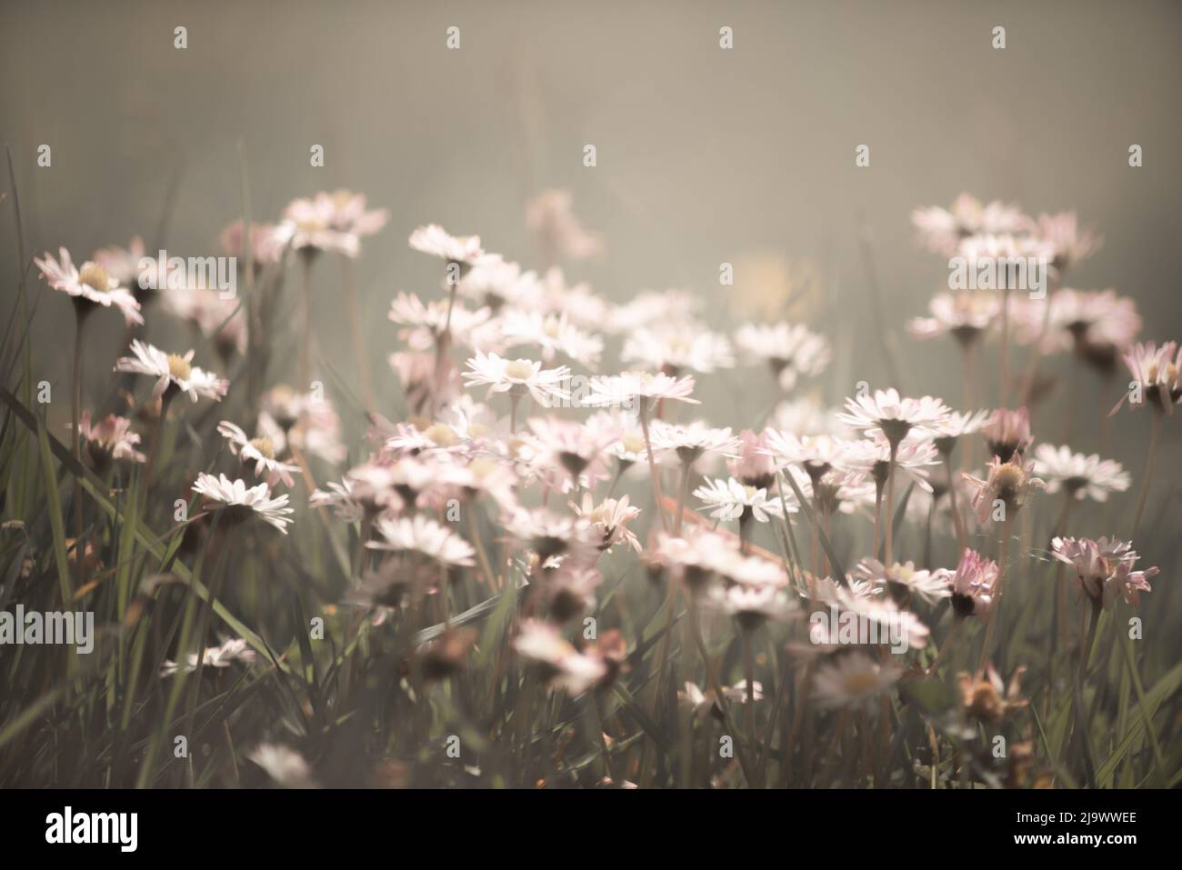 fiori selvatici in sole luminoso, astratto e sfocato Foto Stock