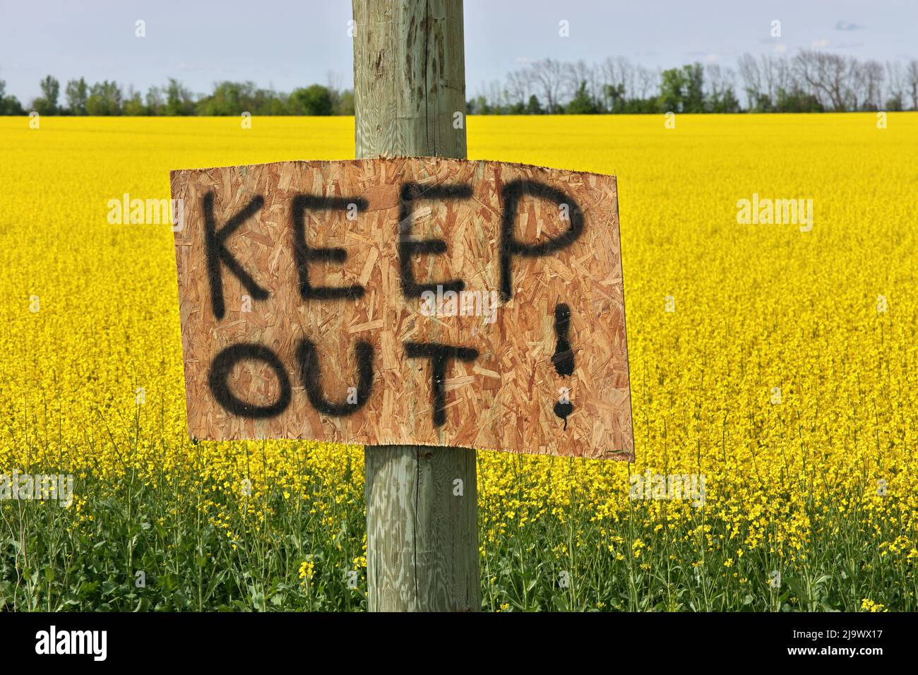 Fatti in casa Keep out insegne Posted at Edge of Canola Field per avvisare Trespassers di rimanere fuori Foto Stock