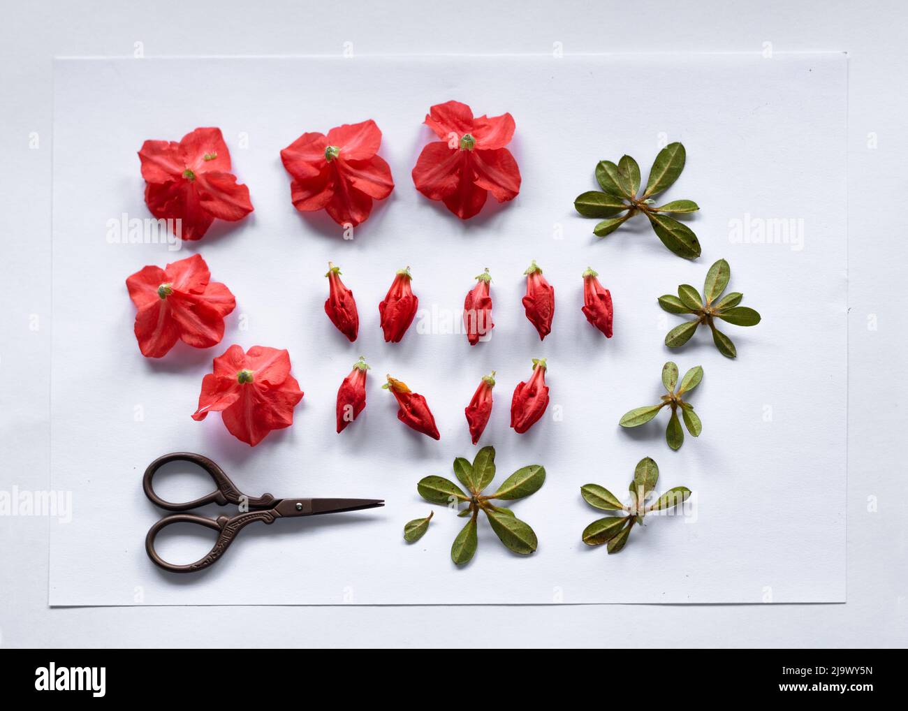 Fiori e germogli azalea preparati per la stampa sullo sfondo di un quadro botanico, un erbario di fiori azalea secchi. Monocromatico Foto Stock