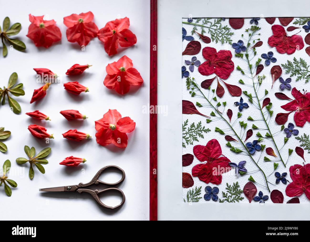Fiori e germogli azalea preparati per la stampa sullo sfondo di un quadro botanico, un erbario di fiori azalea secchi. Monocromatico Foto Stock