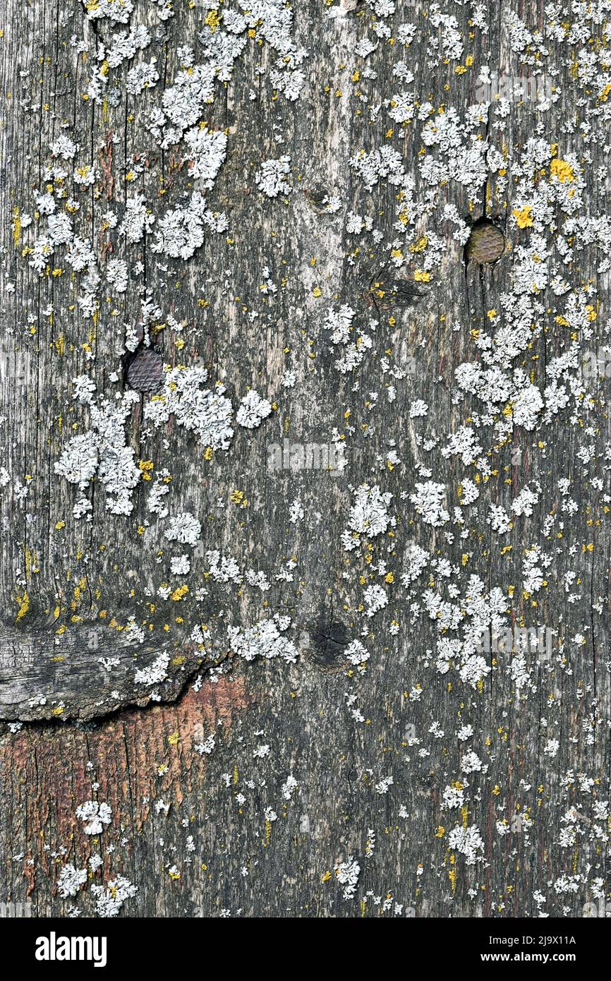 sfondo astratto o texture vecchia tavola coperta di muschio Foto Stock