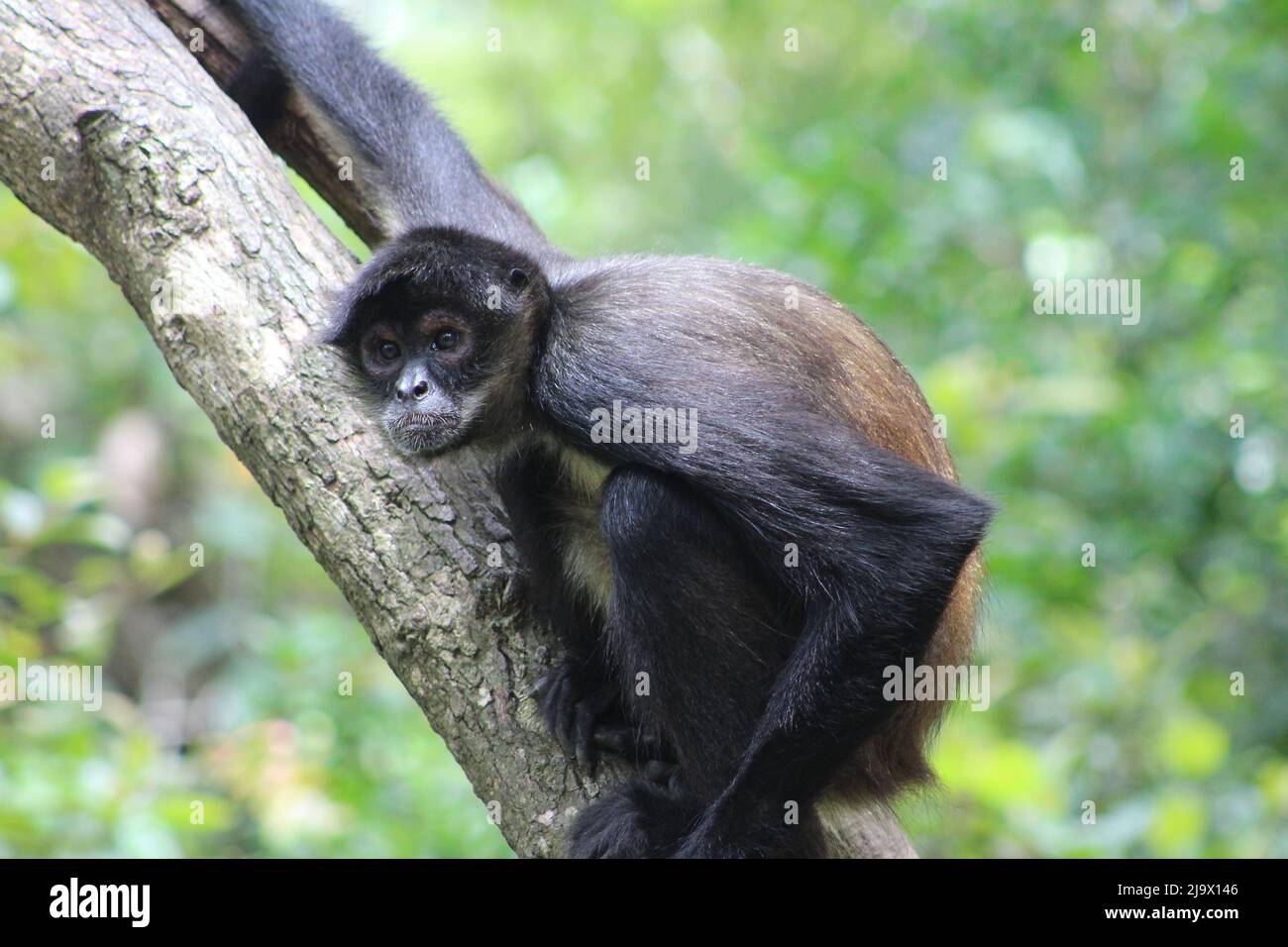 Scimmia ragno di Geoffroy (Ateles geoffroyi) che riposa in un albero con foresta tropicale sullo sfondo Foto Stock