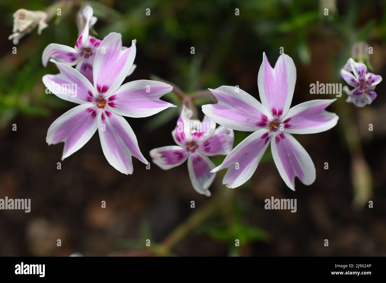 Mostrami qualcosa che ho visto cento volte come non l'ho mai visto prima Foto Stock