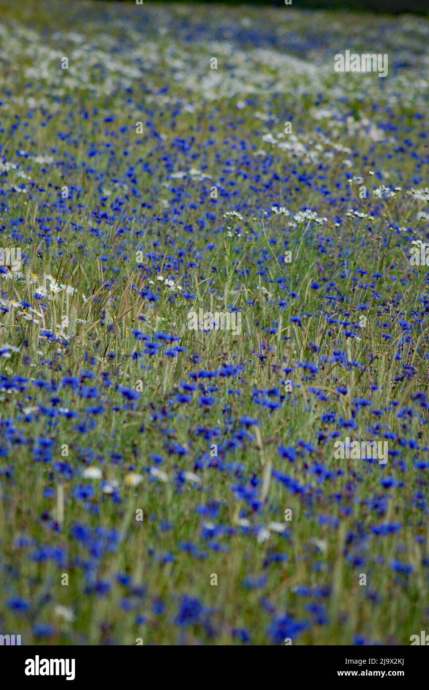 Blumenwiese a Hessen Foto Stock