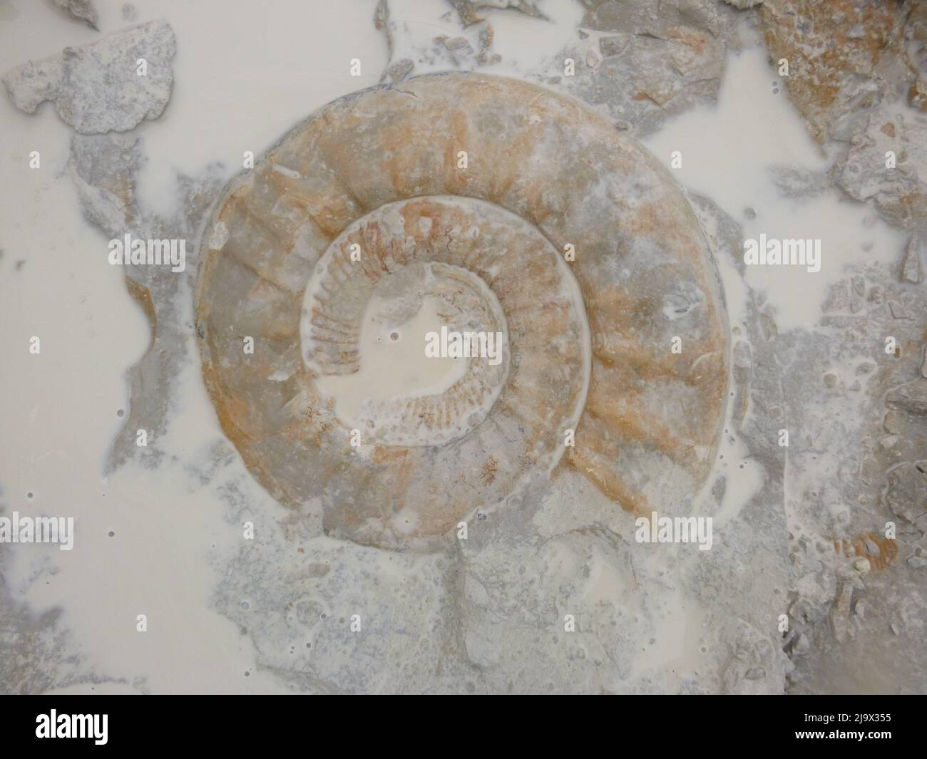 Ammonite da Drügendorf. Baviera. Germania. Foto Stock