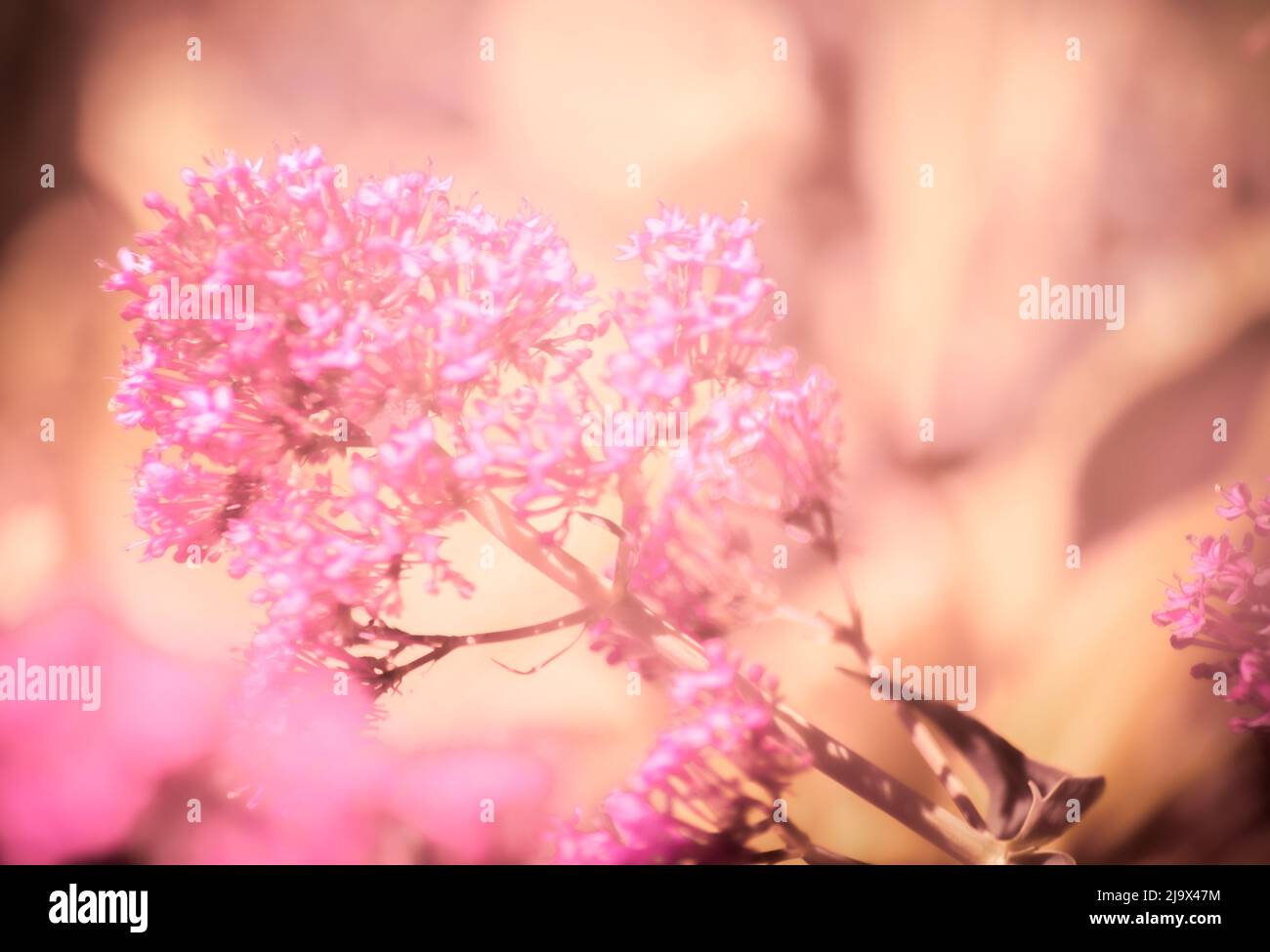 fiori selvatici in sole luminoso, astratto e sfocato Foto Stock