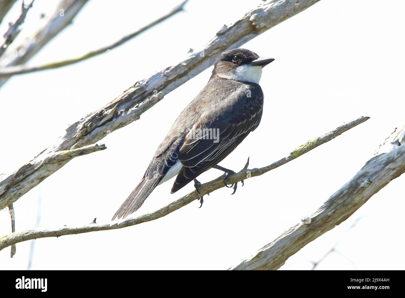 Kingbird orientale arroccato su un ramo Foto Stock