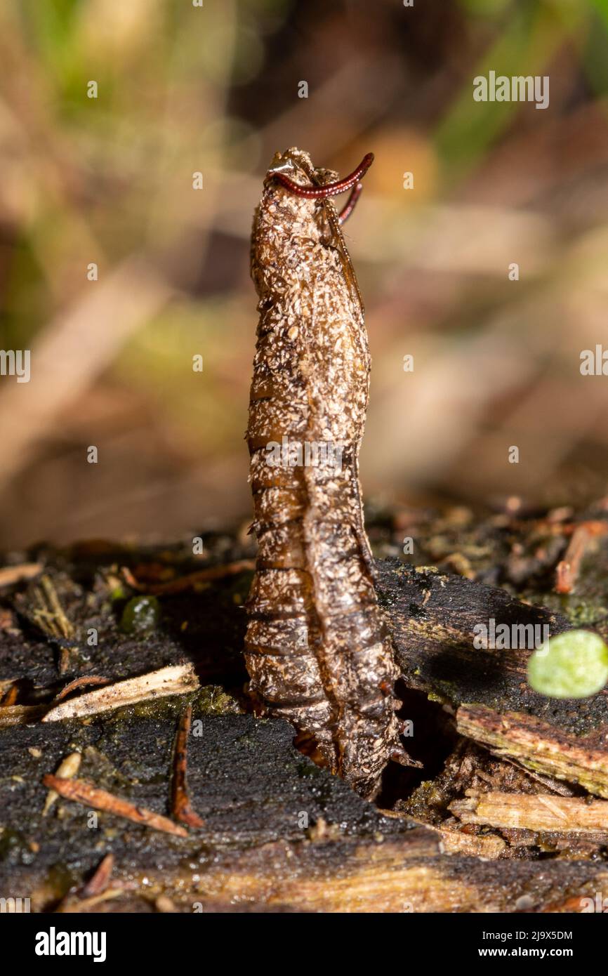 Gli esuviae di un Tipulid recentemente emerso cranefly, Regno Unito Foto Stock