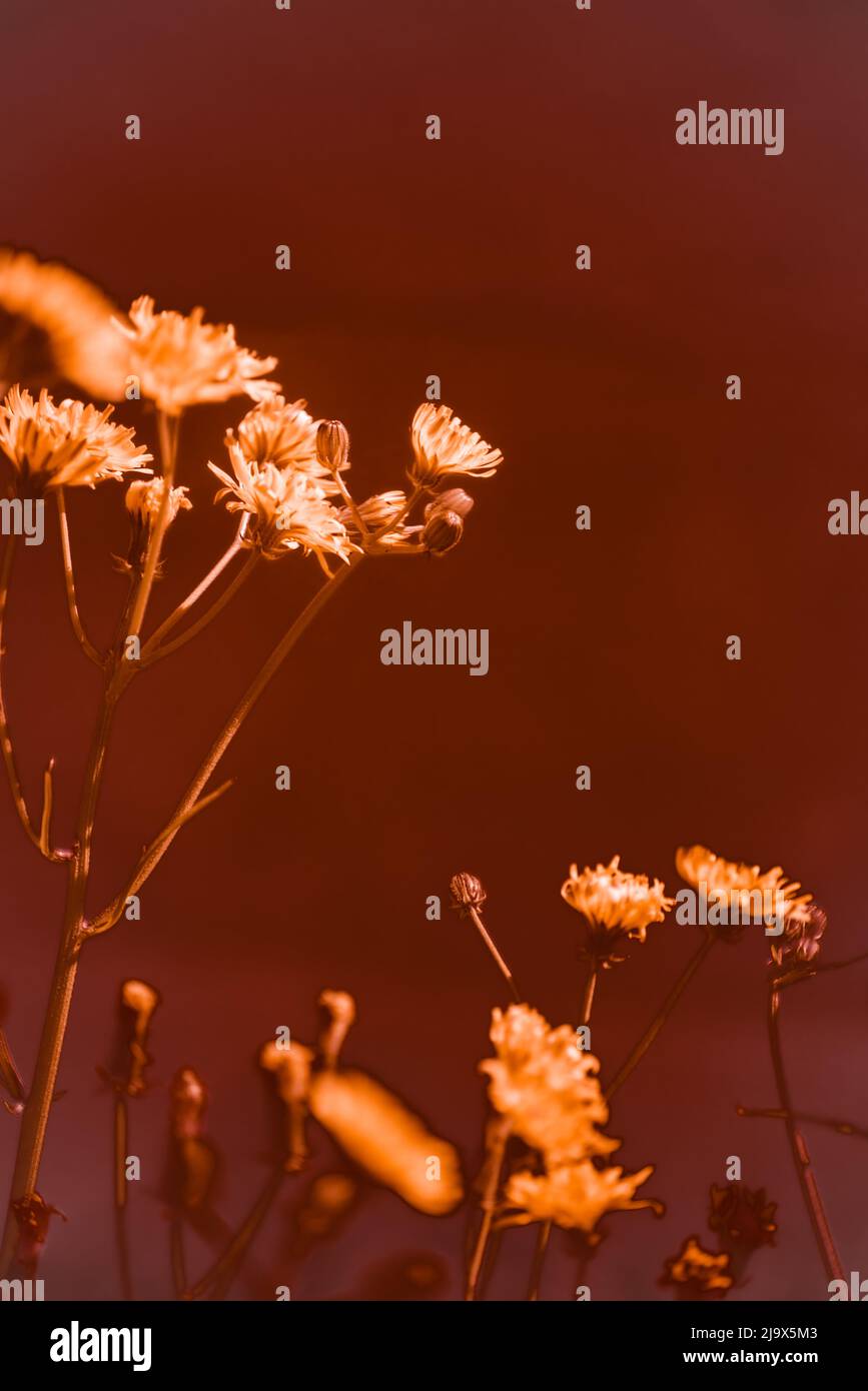 piante/vegetazione in sfondi astratti soft focus. Foto Stock