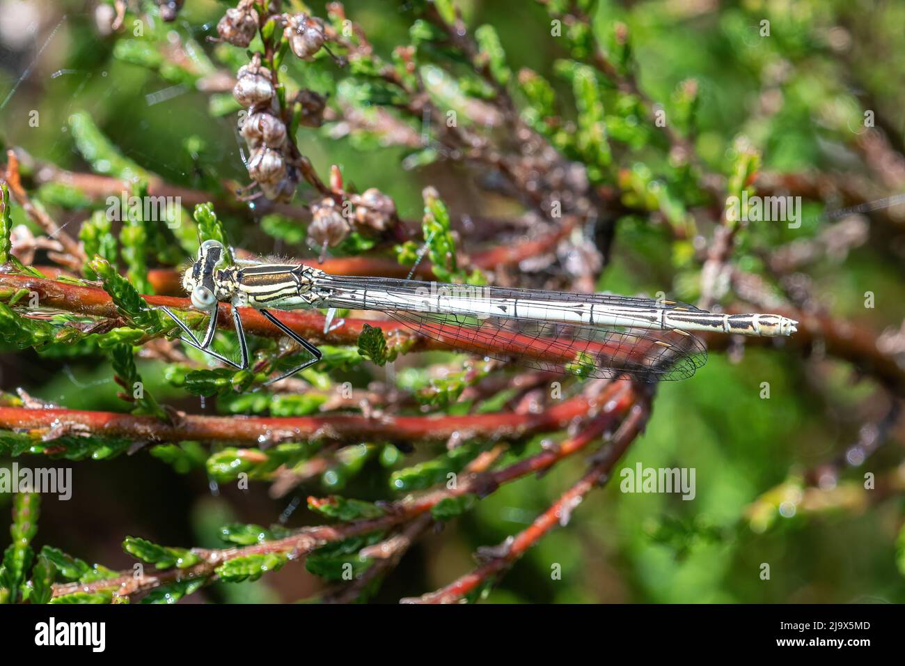 Damselfly a zampe bianche (pennipes Platycnemis) su erica in brughiera Surrey durante maggio, Inghilterra, Regno Unito Foto Stock