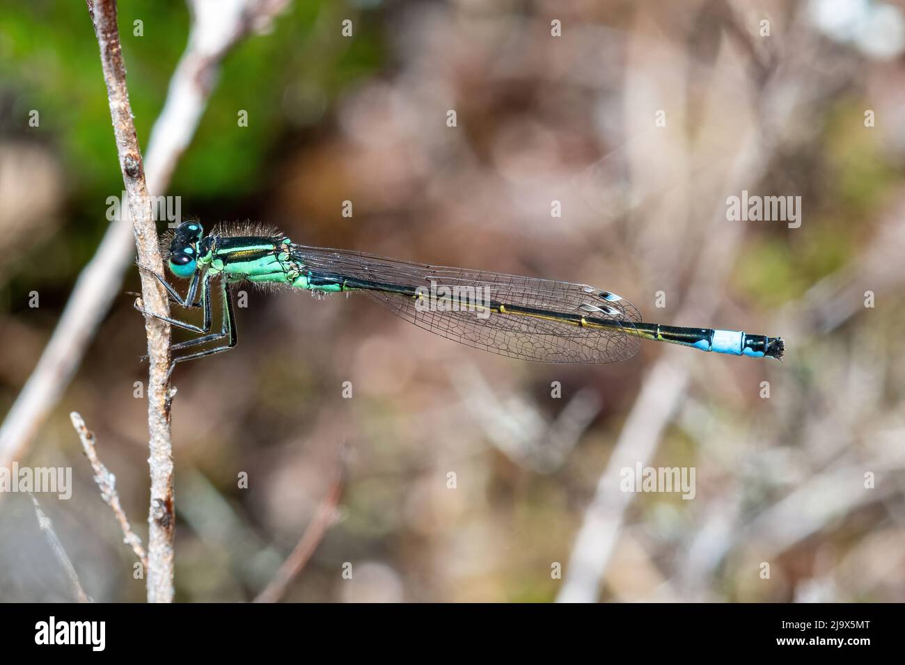 Damselfly con coda blu (Ischnura elegans) in erica nel Surrey Heathland durante maggio, Inghilterra, Regno Unito Foto Stock