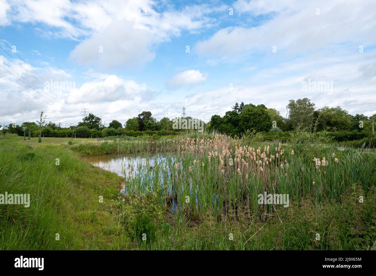 Vista del parco di campagna Whitewater Meadows, area verde (SANG) a Hook, Hampshire, Inghilterra, Regno Unito, durante maggio Foto Stock