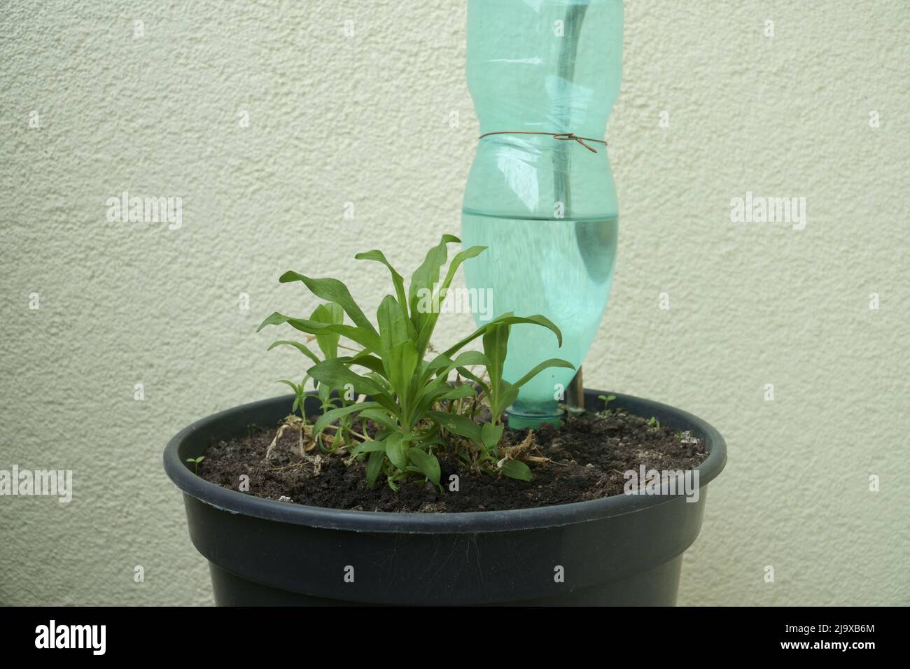 Impianto di irrigazione di piante in vaso con bottiglia di PET. Un singolo campione di pianta verde crescente in una pentola di plastica in primo piano su uno sfondo di parete di loggia. Il ba Foto Stock