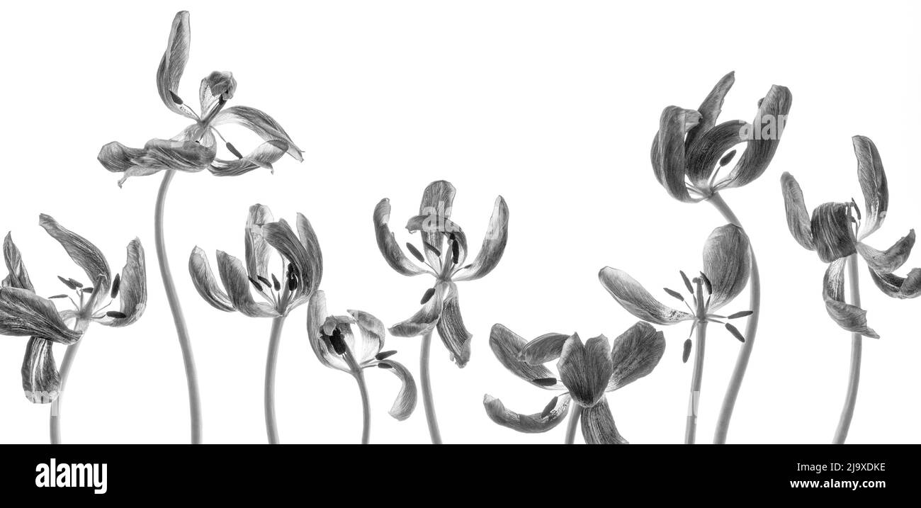 Timbri In Gomma Trasparente Tulipani - Per Scrapbooking, Journaling E Carte Fatte A Mano