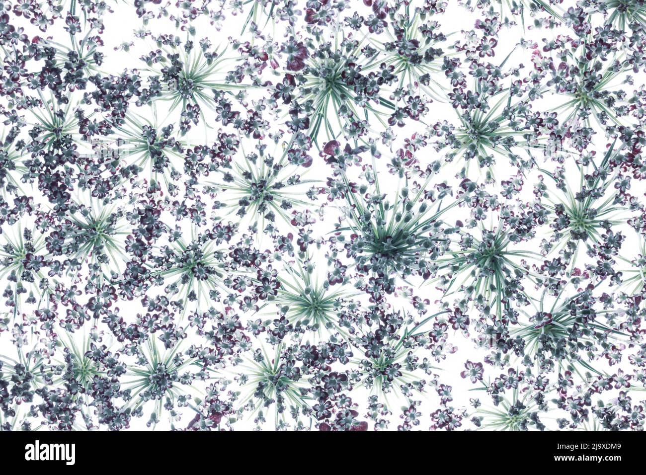 Fiori del Daucus carota ‘gara’ sfondo. La carota di Daucus anche chiamata carota selvaggia, nido dell'uccello, merletto del vescovo, merletto della regina Anna. Ripetizione. Chiudi-u Foto Stock