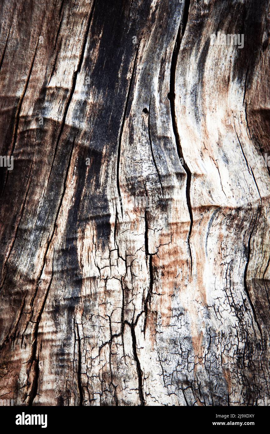 Sfondo astratti o texture vecchio ceppo di albero albero senza corteccia Foto Stock