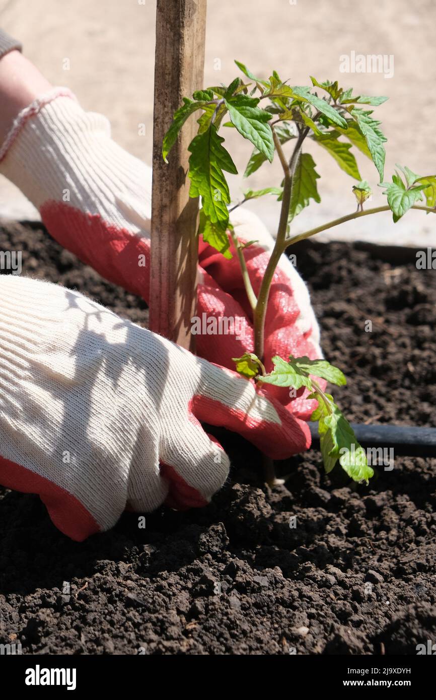 Piante di pomodoro coltivate in letti con annaffiatura automatica o sistema di gocciolamento dell'acqua nell'orto domestico. Tubo per irrigazione e irrigazione. Foto Stock