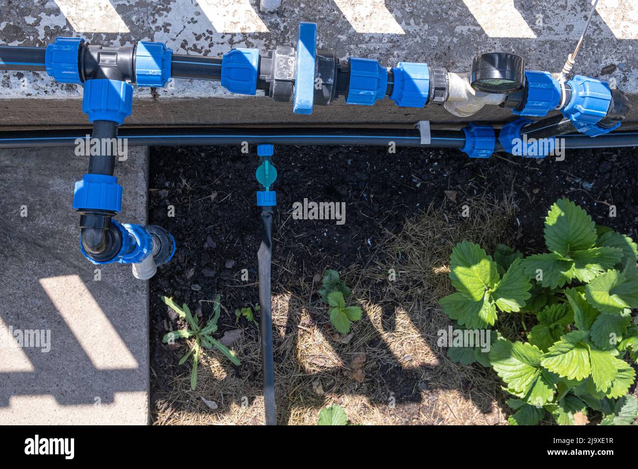 Pianta di fragola coltivata in letti con annaffiatura automatica o sistema di gocciolamento dell'acqua nell'orto domestico. Tubo per irrigazione e irrigazione. Foto Stock