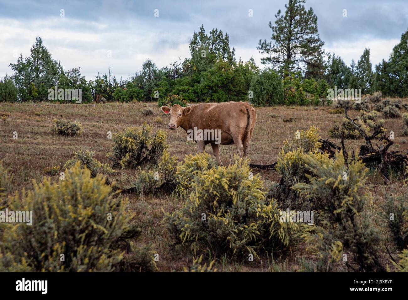 Una mucca bruna, bos taurus, si trova in un prato che guarda la fotocamera, a pennello in primo piano. Foto Stock