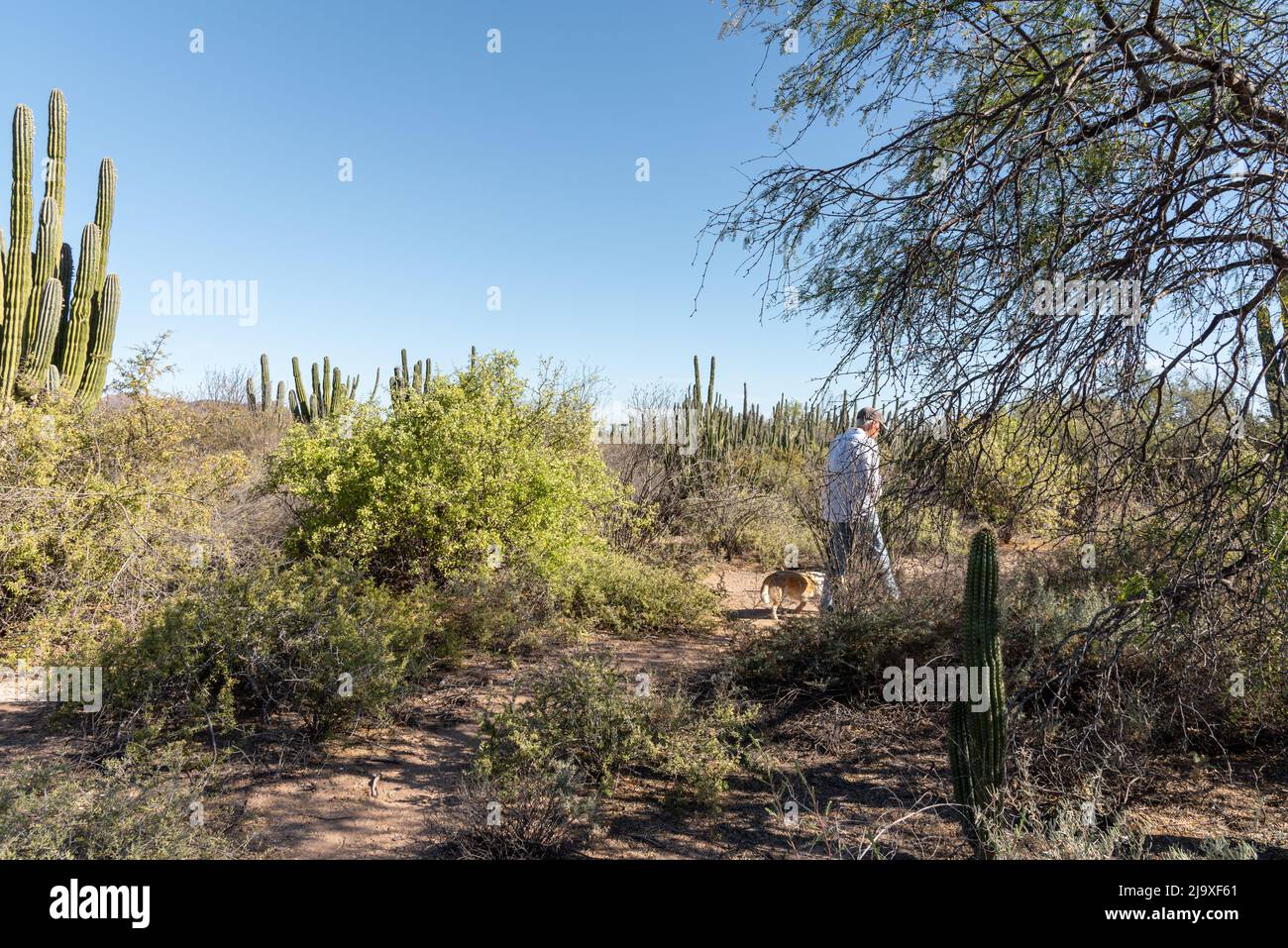 Un uomo e il suo cane camminano da soli in una distesa del deserto di sonora in Messico contenente diversi cactus, compreso il cardone. Foto Stock