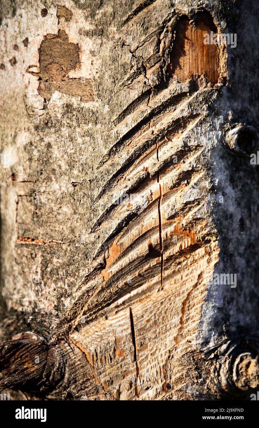sfondo astratto segato sulla corteccia di un albero Foto Stock
