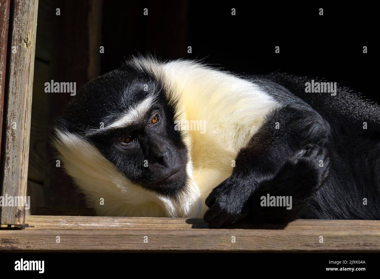 Scimmia di roloway (Cercopithecus roloway) Foto Stock