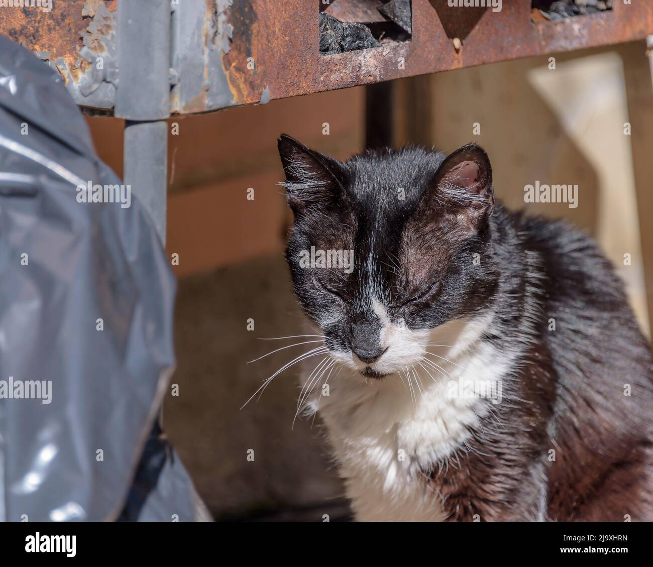 Vecchio gatto bianco e nero malato. Foto Stock
