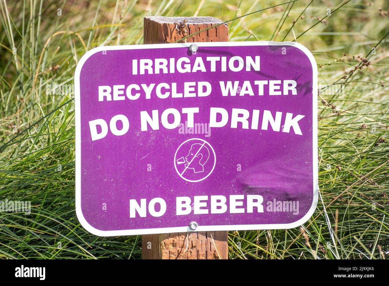 Primo piano di irrigato con acqua riciclata; non bere segno apparsi in un parco uffici in Mountain View; San Francisco Bay; California Foto Stock
