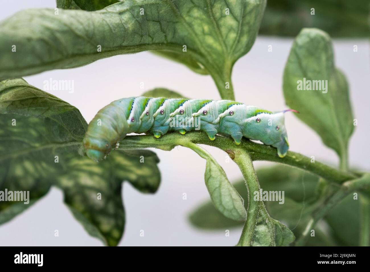 Primo piano di bruco di hornworm di tabacco (Manduca sexta) che si alimenta su una foglia di pomodoro; California Foto Stock