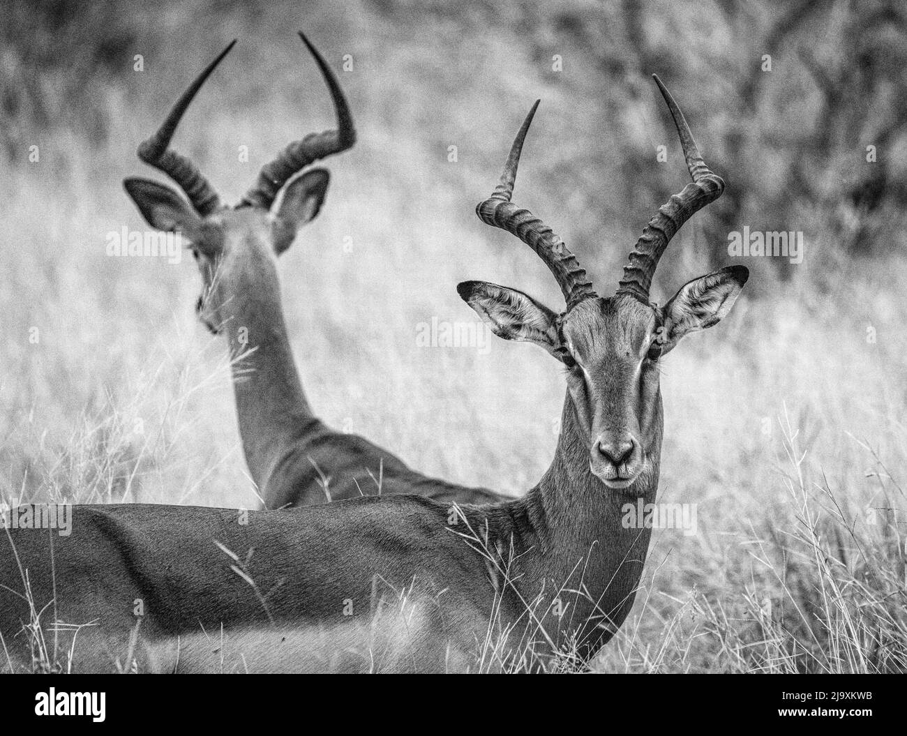 Immagine in bianco e nero maschile impala, Parco Nazionale Kruger Sud Africa Foto Stock